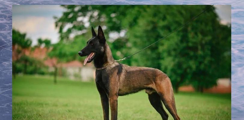 如何选出出色的猎犬（七步教你如何挑选适合狩猎的猎犬）