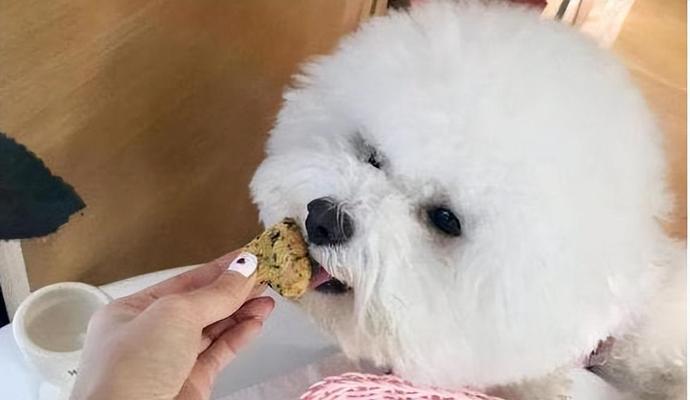 以比熊除了吃狗粮外，还能吃这6种食物美毛又健康（探秘比熊的健康饮食，告别单一狗粮，让宠物亮毛如新）