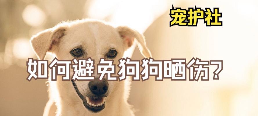 夏天遛狗需注意！狗狗中暑的迹象与应对方法（狗狗中暑的表现及急救措施，提前了解，保护你的宠物）