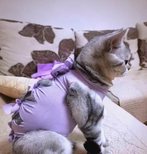 猫绝育后需戴圈的时间及注意事项（保护猫咪伤口，恢复期间需戴圈）