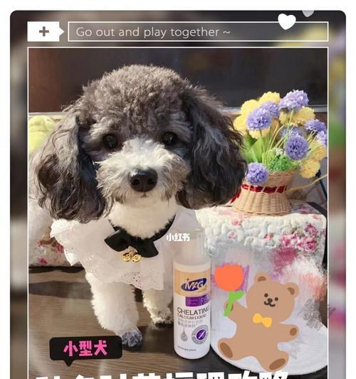 泰迪狗狗骨折恢复之路（探索泰迪狗狗骨折康复的时间和方法）
