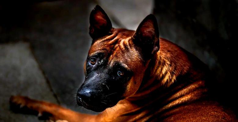 如何延长你家马犬的寿命（探索影响马犬寿命的饲养方式）