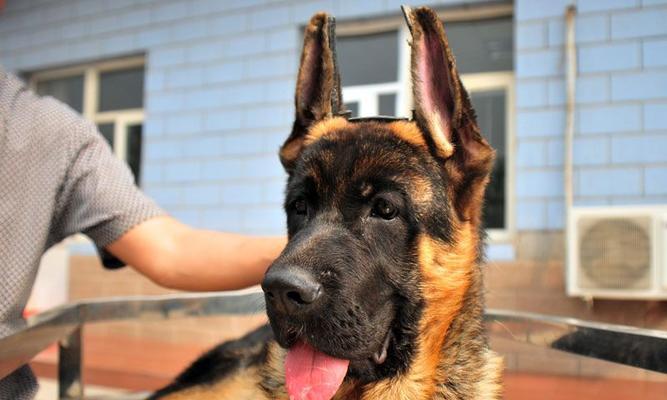 以德牧——优秀的工作犬种之一（德国牧羊犬的历史、特点及培养方法）