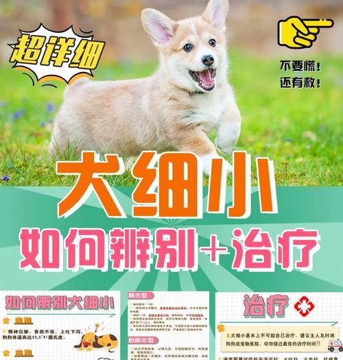 细小病毒潜伏期有多久？（了解细小感染的潜伏期长短及其关键影响因素）