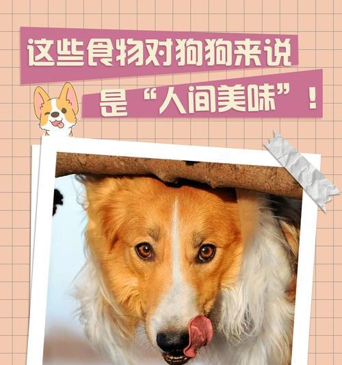 蔬菜的益处（为宠物狗提供营养的蔬菜有哪些？）