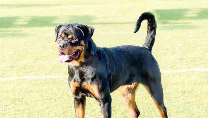 以军用犬的训练与应用（揭秘以军用犬的神奇技能及训练方法）