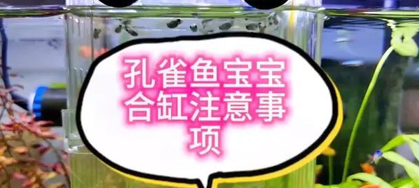 孔雀鱼苗的饲养及适宜缸的选择（了解孔雀鱼苗的成长周期和合适的鱼缸环境）