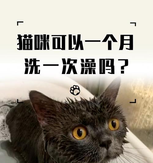 十天小猫的排便频率（揭秘小猫排便规律，了解何时正常和何时需要关注）