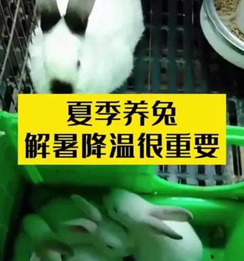 如何科学补充兔子的营养？（营养均衡的饲养方式是关键）