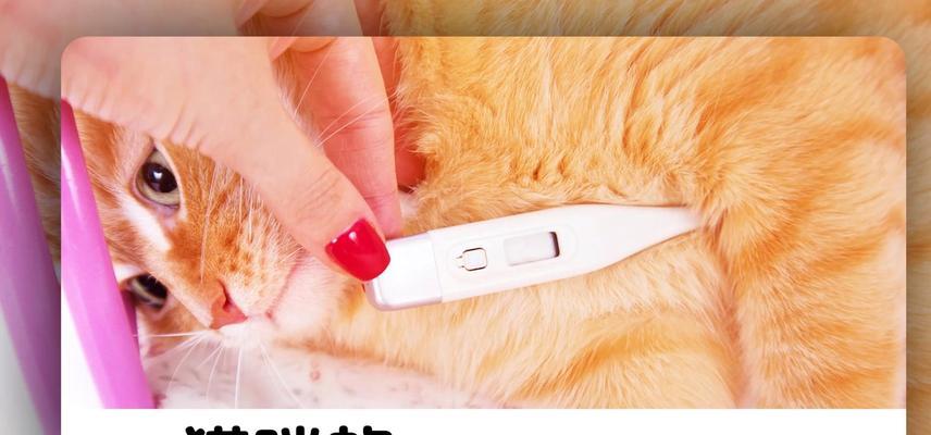 猫咪的体温与健康——了解发烧的标准和正常范围（猫咪发烧的体温标准和健康监测方法）