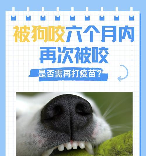狗疫苗接种后的外出时间（疫苗接种对狗狗外出的重要影响）