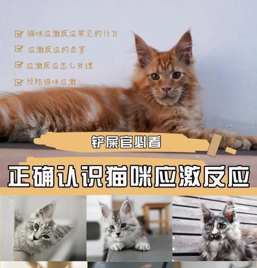 让猫咪安心过春节的小技巧（聪明的铲屎官都会这样做，缓解猫咪对鞭炮声的恐惧）