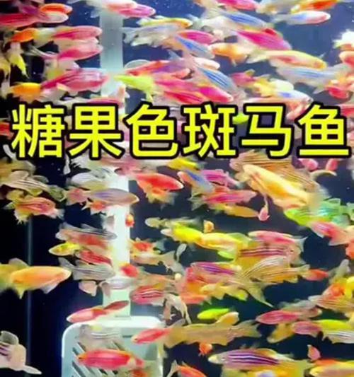 斑马鱼养殖方法大全！（以斑马鱼好养吗？四点关键养殖要点解析）