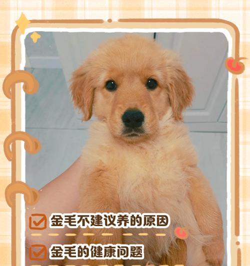 养金毛需做好哪些准备？（全面了解金毛犬的养护需求，为它们提供一个幸福的家园）