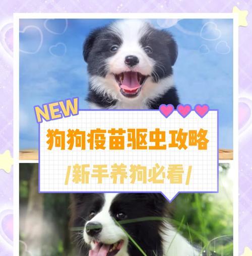 幼犬第三针接种后何时可以洗澡？（了解适合洗澡的最佳时间和注意事项）