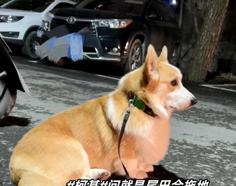 狗的尾巴剪断的科学解释