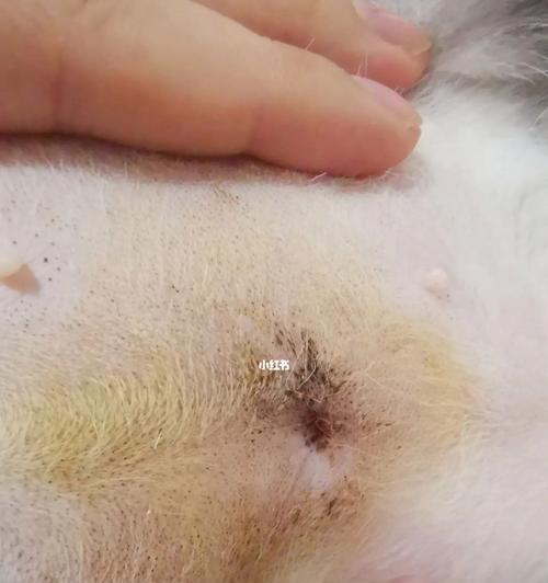 母猫绝育后伤口愈合的时间（了解母猫绝育手术愈合过程和注意事项）