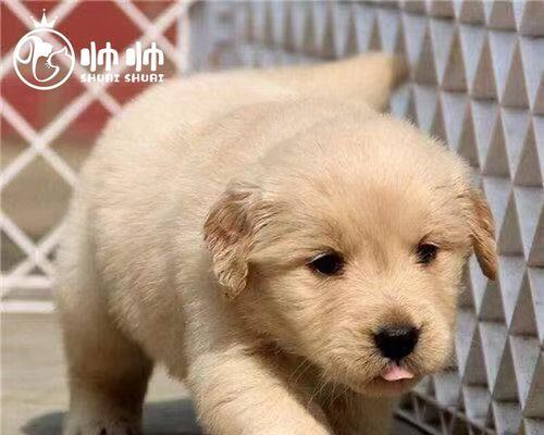 金毛犬（了解金毛犬）