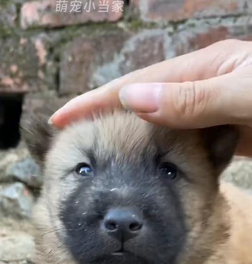 小土狗幼犬洗澡时间探究（科学护理养宠，）