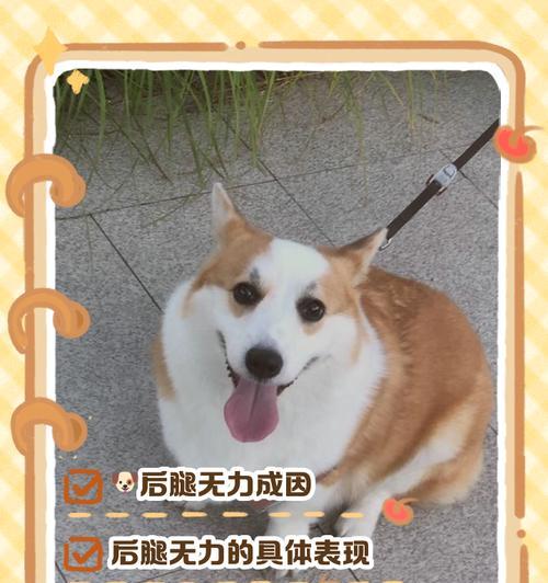 老年狗狗常见疾病及护理（探寻老年狗狗健康的秘诀）