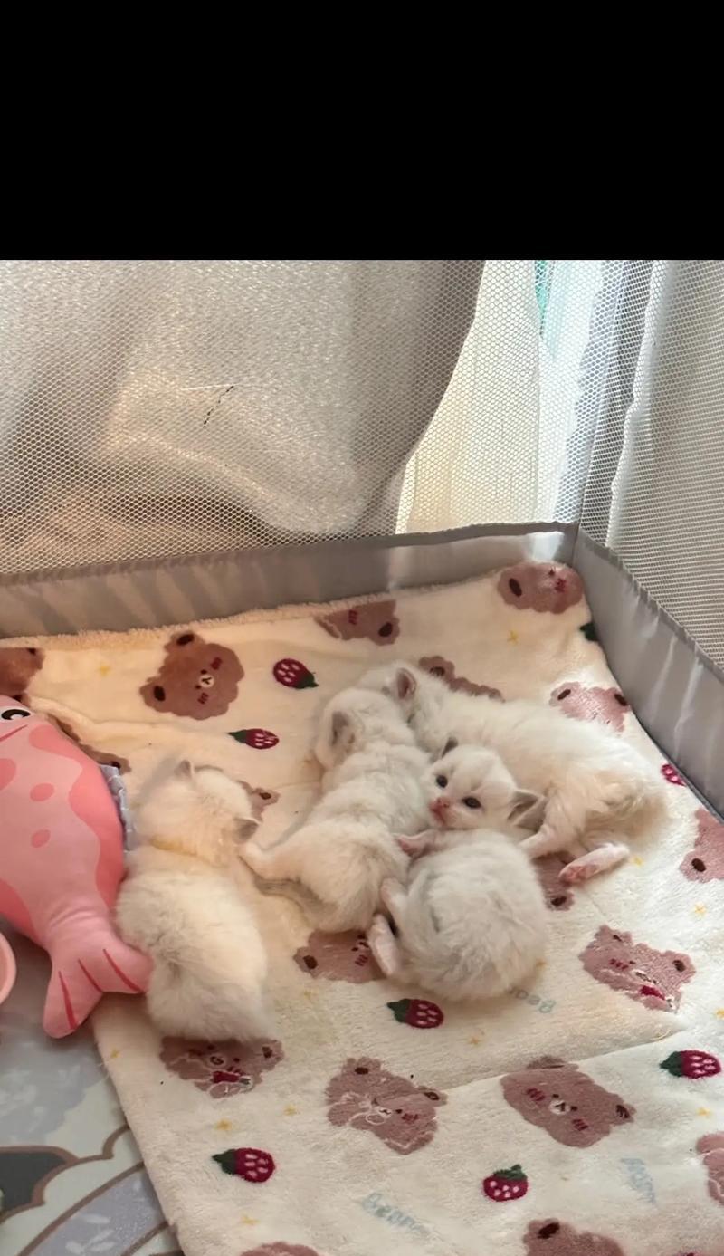 猫咪驱虫疫苗（有效预防虫害，关注宠物的寄生虫问题）