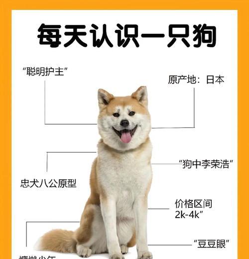 宠物狐狸的饲养方法与价格一览（了解宠物狐狸的需求和养护，全面掌握饲养方法）