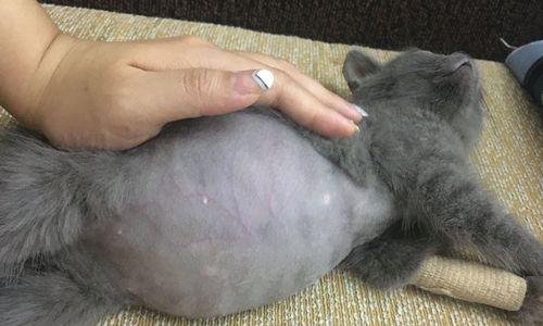 猫腹水（了解猫腹水的危害以及正确的治疗方式）
