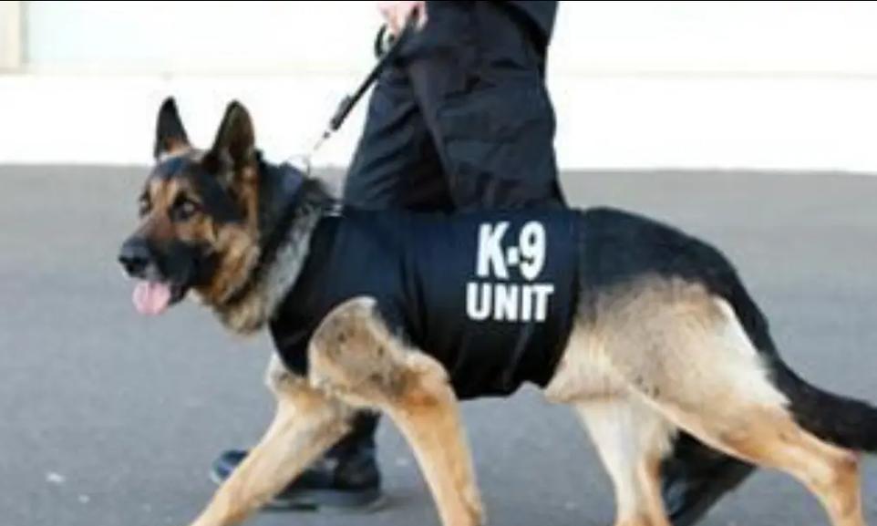 警犬品种大揭秘——保护神的骄傲（探寻世界各地警犬品种的特点与应用）