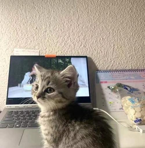 美短猫偏瘦，怎样增肥？（解决美短猫瘦问题的有效方法）