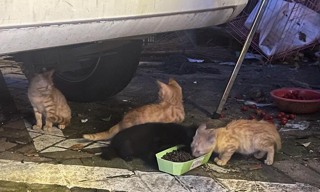 小猫的归来之谜（失踪多久，小猫才回家？）