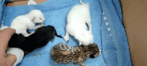 母猫生完多久没有奶水？（了解母猫产后奶水干涸的时间及原因）