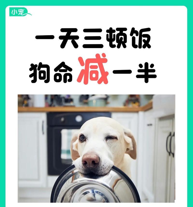 比熊犬的过度饮食可能带来的健康问题（了解比熊犬的饮食需求，养成合理喂食的习惯）