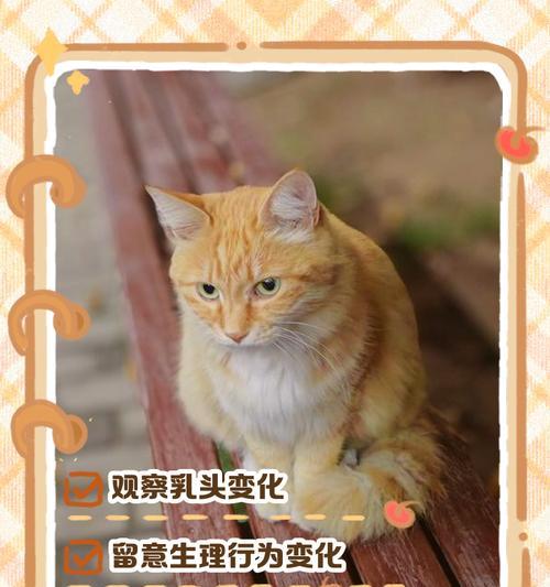 如何判断猫咪是否怀孕？（怀孕初期对猫咪的关键表现及检测方法）
