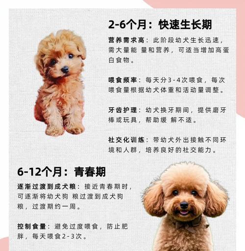《三个月泰迪的饮食与排泄习惯》