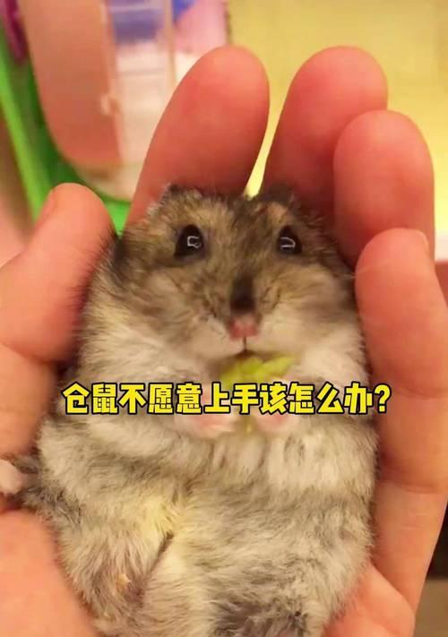 养仓鼠上手指南（从新手到专家，轻松掌握仓鼠饲养技巧）