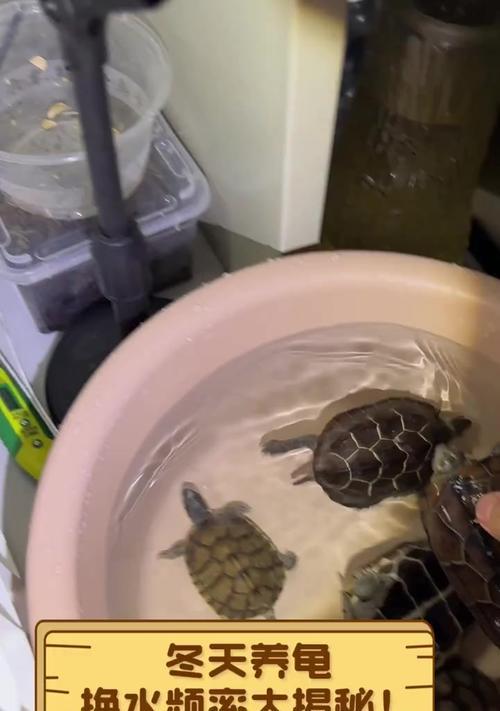 如何为乌龟提供最佳的水上居住环境