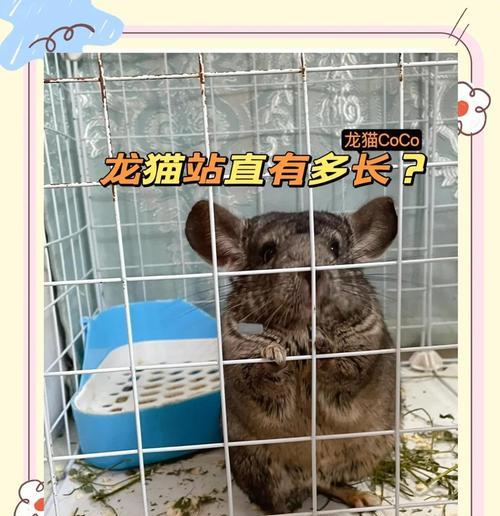 龙猫咬毛现象的发现与原因解析（揭秘龙猫咬毛，了解背后的秘密）