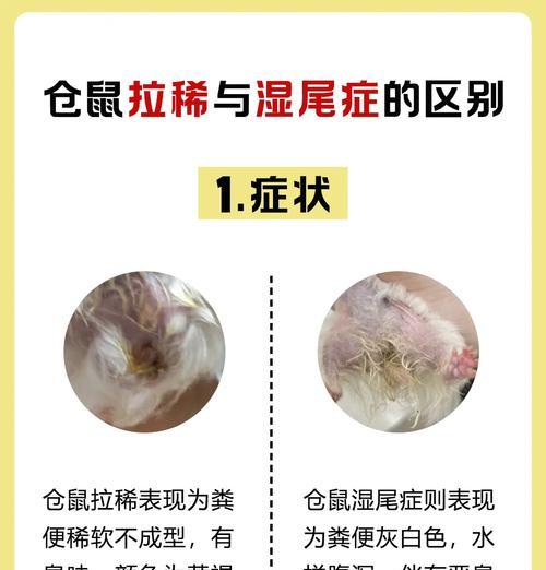 仓鼠感冒的发病、症状和治疗方法（揭秘仓鼠感冒的种类和治愈秘籍）