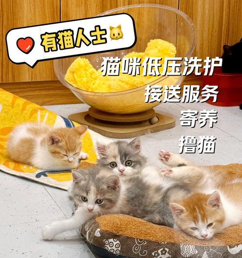 如何满足猫的需求（让猫宠不离手的15个小技巧）