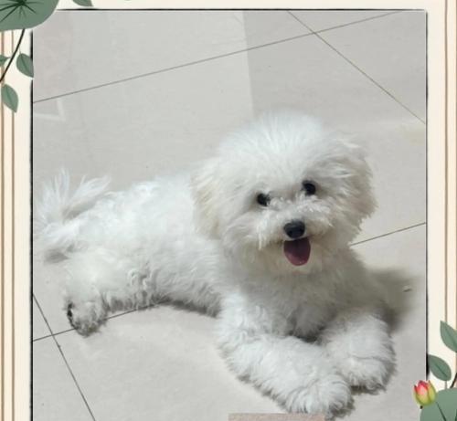 比熊犬养殖量减少的原因（探究比熊犬的缺点和饲养问题）