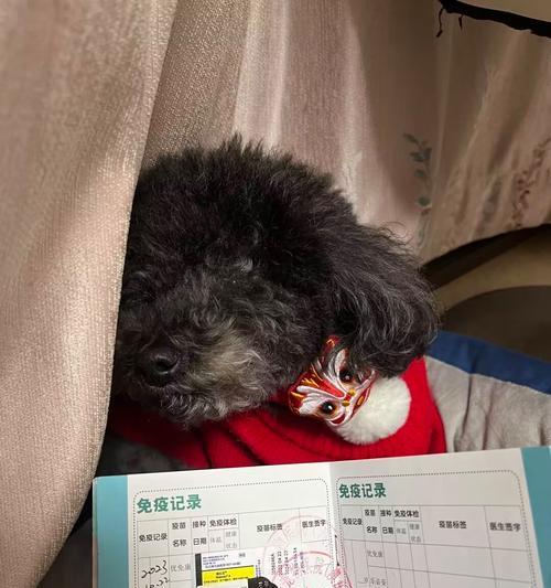 狗狗疫苗接种时间间隔的重要性（科学的接种间隔保障宠物健康）