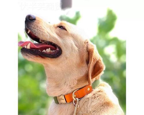 广州犬只登记办证，你了解哪些狗要狗牌？（广州犬只管理政策全解析，狗牌申领攻略一网打尽）