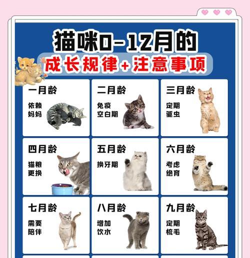 猫咪适应新环境需要多久？（猫咪熟悉环境的关键）