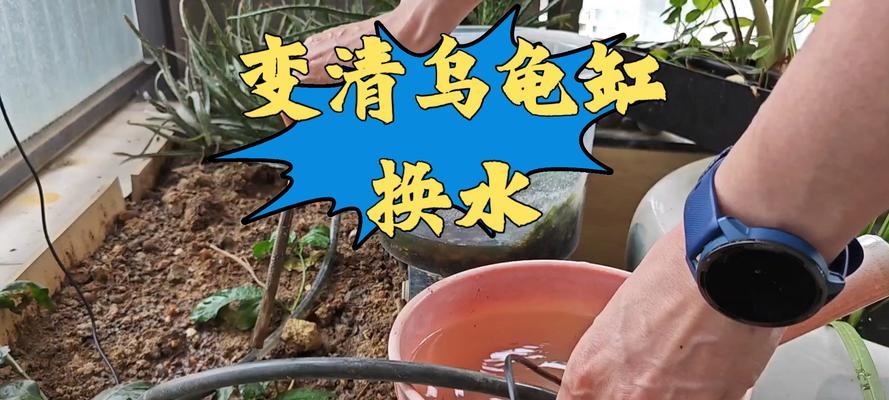 养火焰龟需注意的换水频率（科学养护，打造舒适家园）