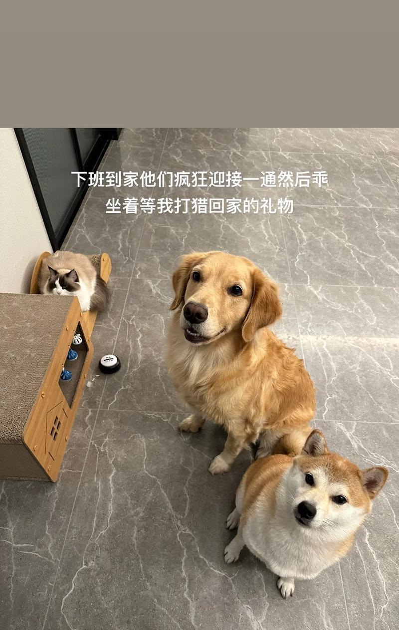 与小狗建立感情需要多久？（探讨小狗和人类建立感情的时间及过程）