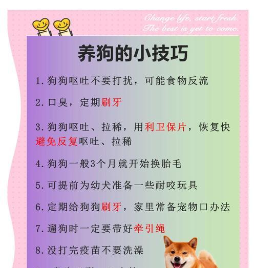 狗狗SPA（探索狗狗SPA的项目，让你的毛茸宝贝享受专属的呵护与舒适）