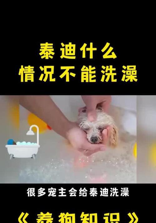 泰迪宠物犬适合洗澡的年龄及注意事项（泰迪宠物犬洗澡年龄、洗澡频率和洗澡步骤的关键要点）