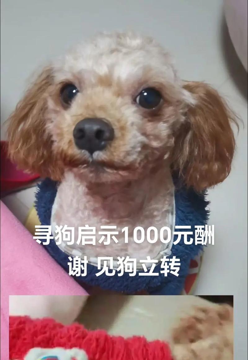 以泰迪生小狗多久断尾的科学依据及必要性分析（泰迪犬断尾的关键时机与方法选择）