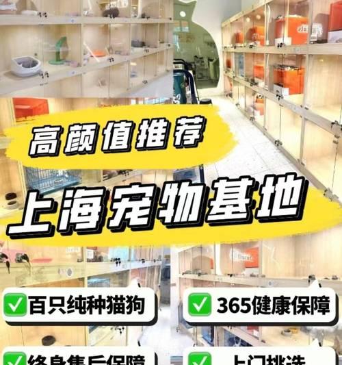 如何挑选金毛犬？（一步步教你如何选择适合你的金毛犬）