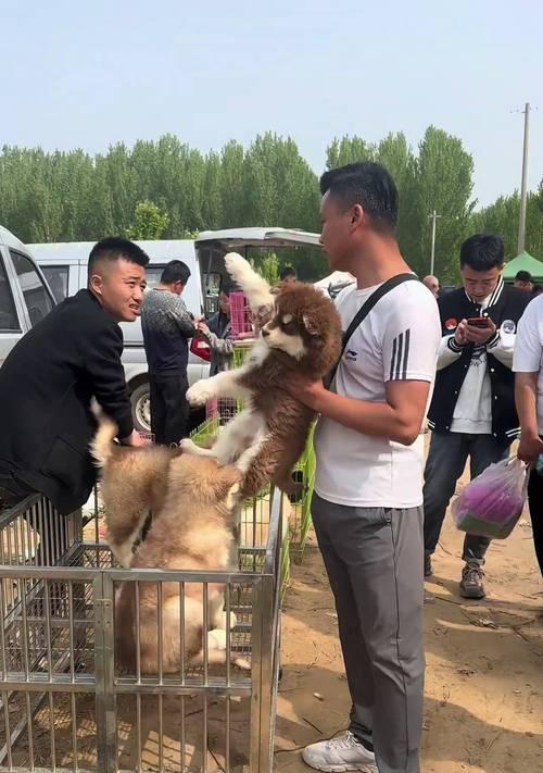 从狗市买回的阿拉斯加，七个月的噩梦（1200元买回的阿拉斯加犬，养育七个月后的不幸经历）
